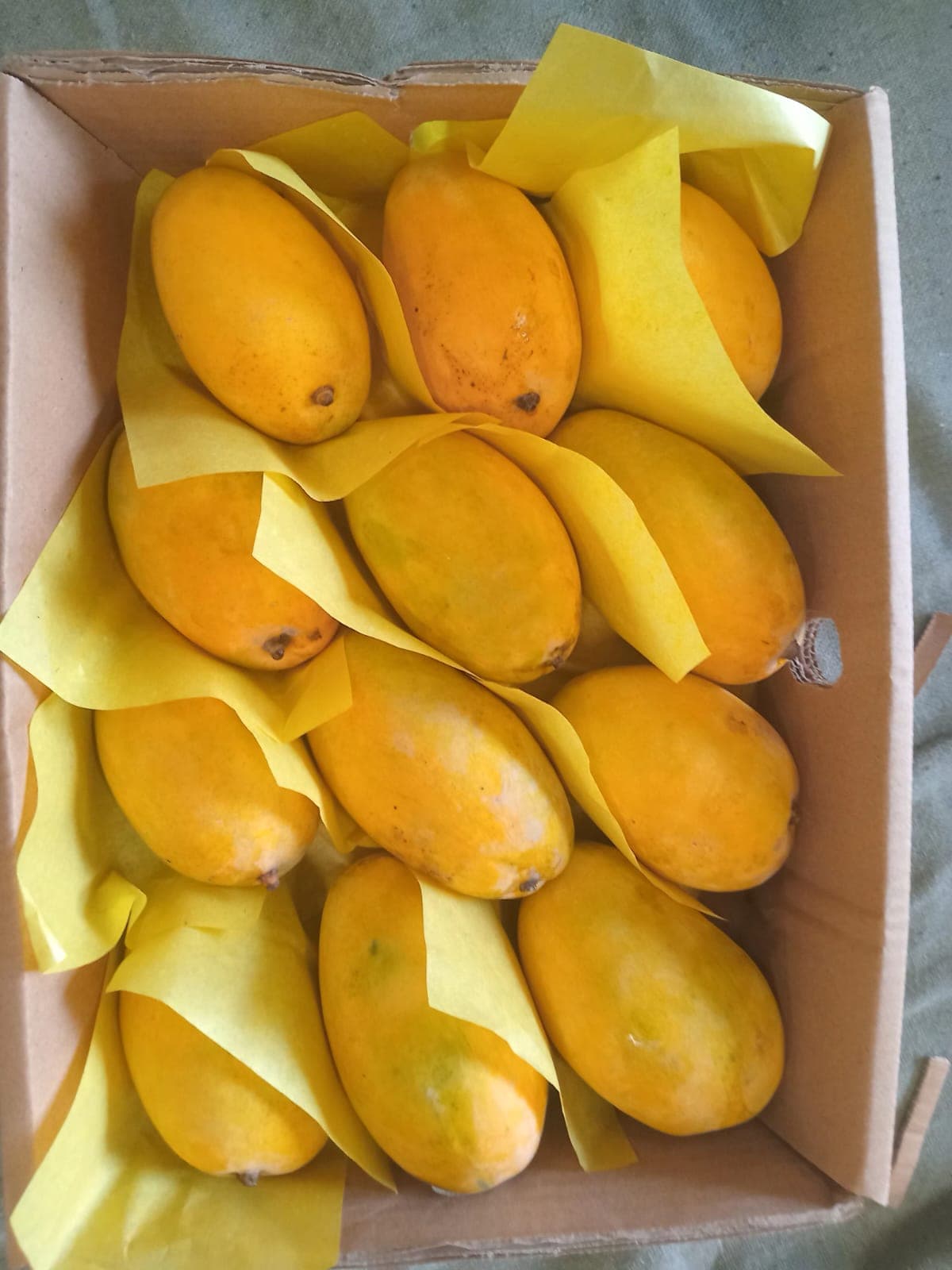 Hira Brand Gallery 34